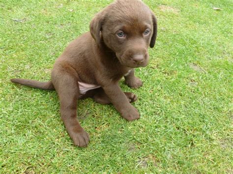 The most common chocolate lab puppy material is ceramic. Chocolate Labrador Puppies for Sale | Epping, Essex ...