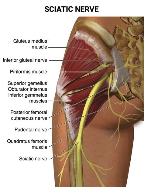 That Hip Pain Could Actually Be A Sciatica Problem Physical Therapists NYC