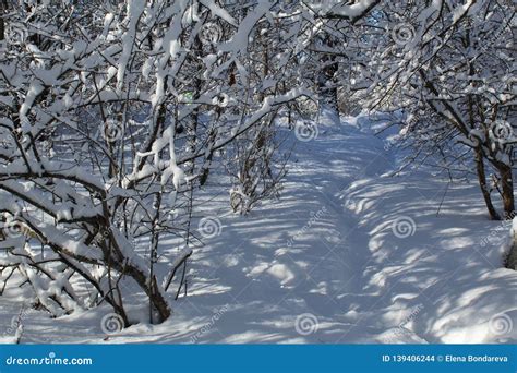 Snow Road In The Winter Forest Stock Photo Image Of Forestseason