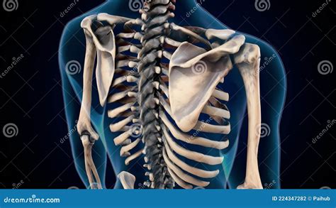 3d Illustration Of Human Skeleton Axial Bone Anatomy Stock