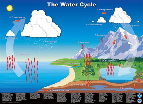 The Water Cycle Infographic Ciclo Del Agua Ciclo Del Carbono Ciclo
