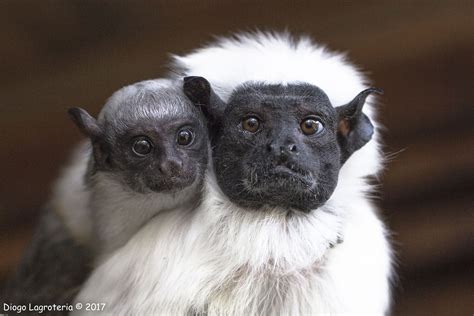 Primatas São Os Mamíferos Mais Ameaçados Da Amazônia Amazônia Real