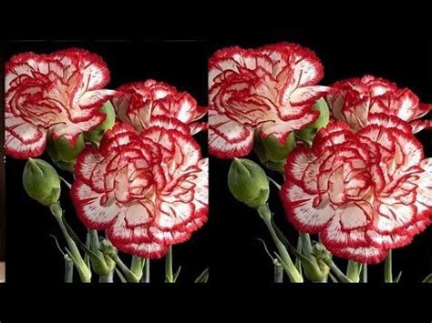 DIY Tutorial Cara Membuat Bunga Anyelir Dari Plastik Kresek Carnation