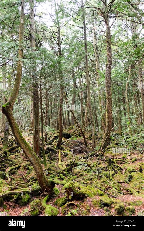 Aokigahara Is A Forest That Lies At The Base Of Mount Fujialso Known