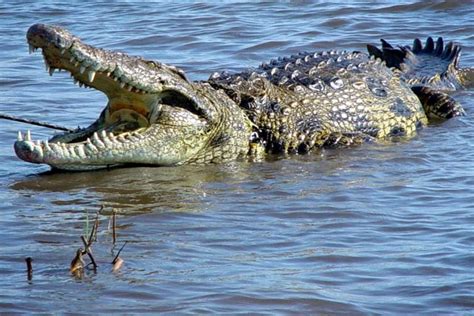 Where Do Crocodiles Live In The Wild Crocodile Habitat And Distribution