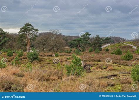 Brunssummerheide Nature Preserve Sunset Stock Photography