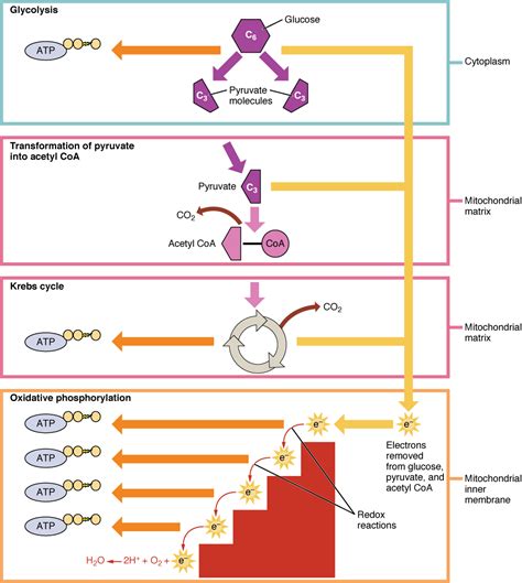 What is the maximum number of atp generated in aerobic respiration? Aerobic cellular respiration results in the production of ...