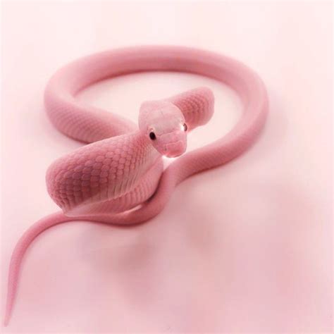 Pink Snake On Tumblr