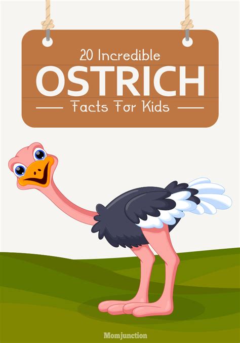 30 Incredible Information And Facts About Ostrich For Kids