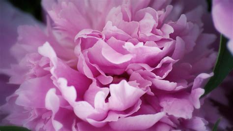 We did not find results for: Peony Wallpaper ·① WallpaperTag