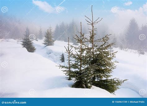 Spruce Trees On A Snowy Hill Stock Image Image Of Coniferous Morning