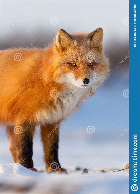 Red Fox Vulpes Vulpes Winter Portrait Of A Fox Close Up Stock Image