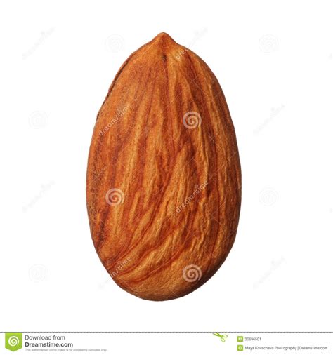 One Almond Isolated On White Background Stock Image