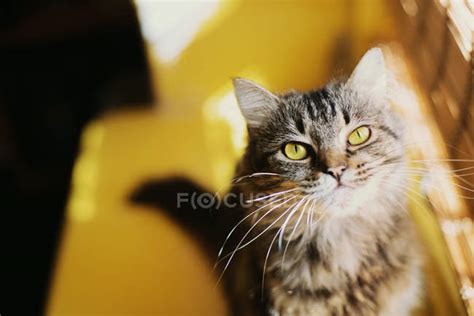 Cat Sitting On Window Sill In Sunlight — Loyalty Funny Stock Photo