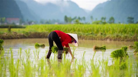 Vietnam Wallpapers 70 Background Pictures