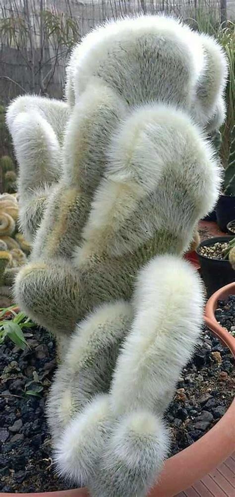 These 20 Unusual Plants Just Prove Nature Can Be Weird Sometimes