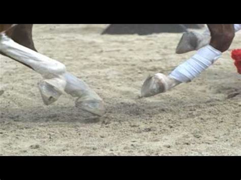 equine foot supporting  horse youtube