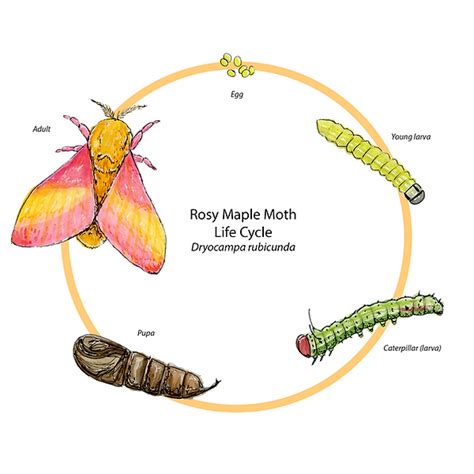 Rosy Maple Moth Life Cycle Lauren Jenny Art