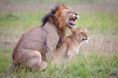 Photographer Captures Expressions On Lions’ Faces While They Re Mating Daily Mail Online