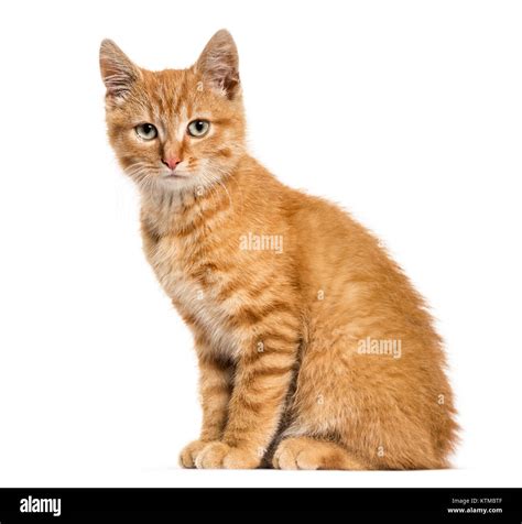Ginger Cat Sitting Looking At The Camera Isolated On White Stock