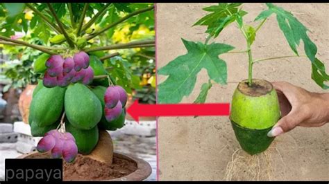 Simple Method Propagate Papaya Tree With Water Growing Papaya Tree At
