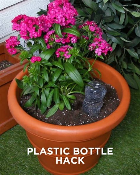 Plastic Bottle Hack Keep Your Plants Happy And Hydrated With These 3