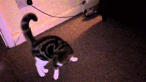 Crazy Funny Cat Chasing String Youtube