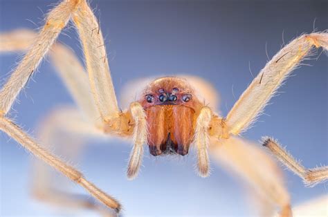 Long Legged Sac Spider Cheiracanthium Inclusum 14 Exposu Flickr