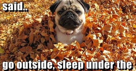 7 Funny Fall Memes To Share On Facebook That Celebrate The First Day Of