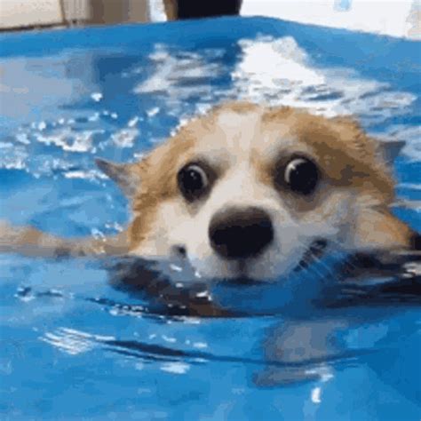 Happy Dog  Happy Dog Swimming Discover And Share S