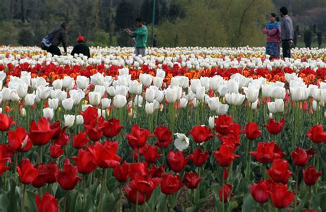 Srinagars Iconic Tulip Garden