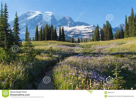 Blooming Flowers And Mountains Stock Image Image Of Camping Park
