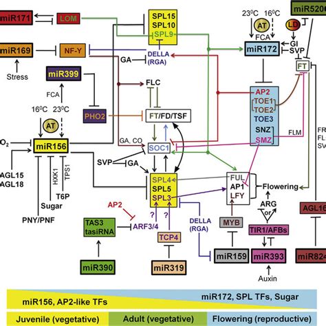 Five Major Pathways For Flowering Time Control In Arabidopsis