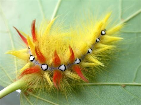 Photographs Of Caterpillars Home