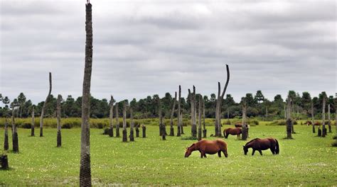Parque Nacional Iberá In Corrientes Expedia
