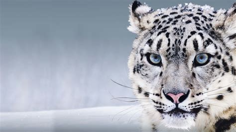Wallpaper Snow Leopard China Blue Eyes Snow Animals 8257