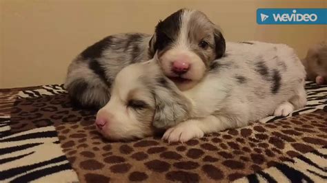 Aussie Puppies 3 Weeks Old Youtube