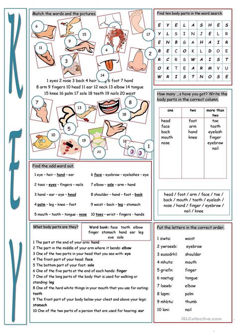 My parts of body grade/level: Parts of the Body Vocabulary Exercises worksheet - Free ...