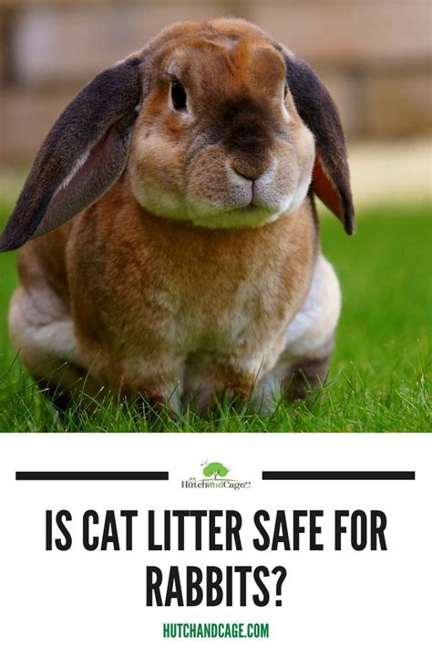 Is Cat Litter Safe For Rabbits And What Are The Dangers Find Out Here