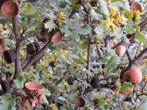 California Native Plants Coastal Scrub Oak Quercus Dumosa A Photo