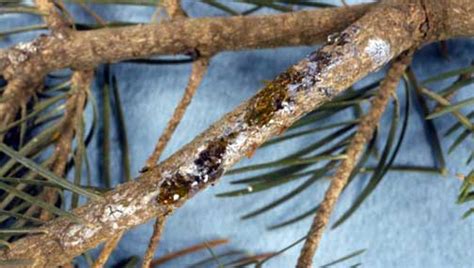 Noncommunicable diseases (ncds), also known as chronic diseases, are not passed from person to person. Fungal Cankers on Evergreens | Horticulture and Home Pest News