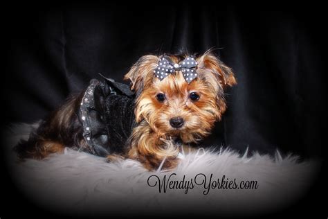 Though one of the smallest dog breeds, yorkshire terriers are feisty and spritely. Female Teacup Yorkie Puppies For Sale in TX | Wendys Yorkies