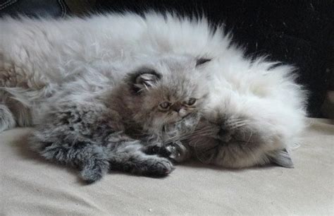 Great if you're a new cat owner who needs some guidance with your new pet. Asha 7 week old seal lynx point Himalayan kitten and Arie ...