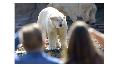 Polar Bear Killed By Another Animal At Detroit Zoo Weyi