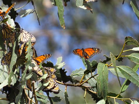 Monarchs At Pismo Butterfly Grove Craig Corwin Flickr