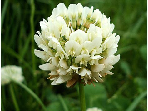 That the beginning of whatever may come is new and upon us. White Clover | NatureSpot