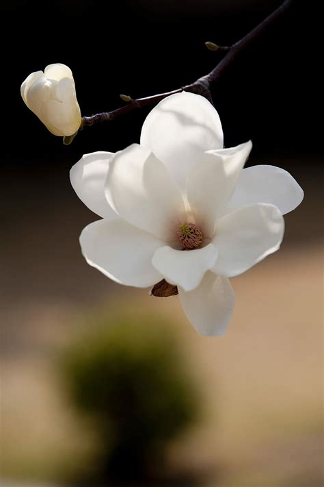 Hd Wallpaper Closeup Photography Of White Magnolia Flower Spring