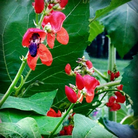 Scarlet Emperor Runner Beans Heirloom Pole Beans Great For Hummingbird