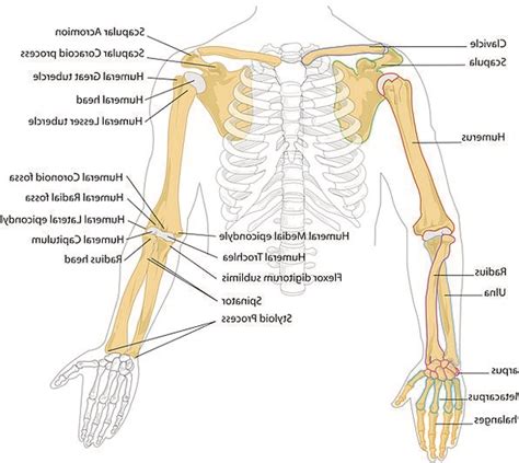 Bone structure diagram wiring diagrams click. Labeled | PixCove