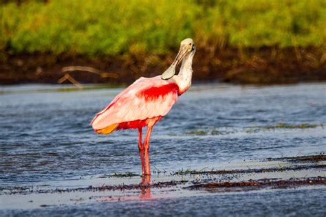 5 Beautiful Native Birds Of Florida